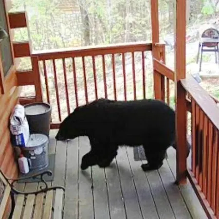 Three Bears Cabin - Hottub Arcades Btwn Pigeonforge Gatlinburg Great Smoky Mountains National Park